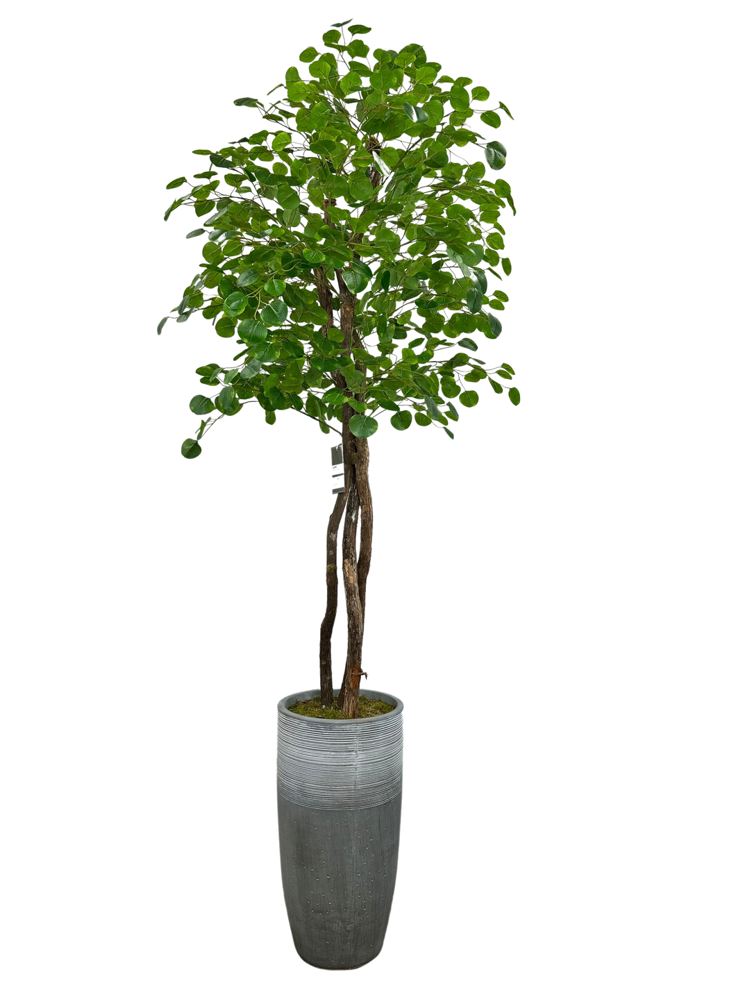 8' APPLE IN GRAY FBRGL