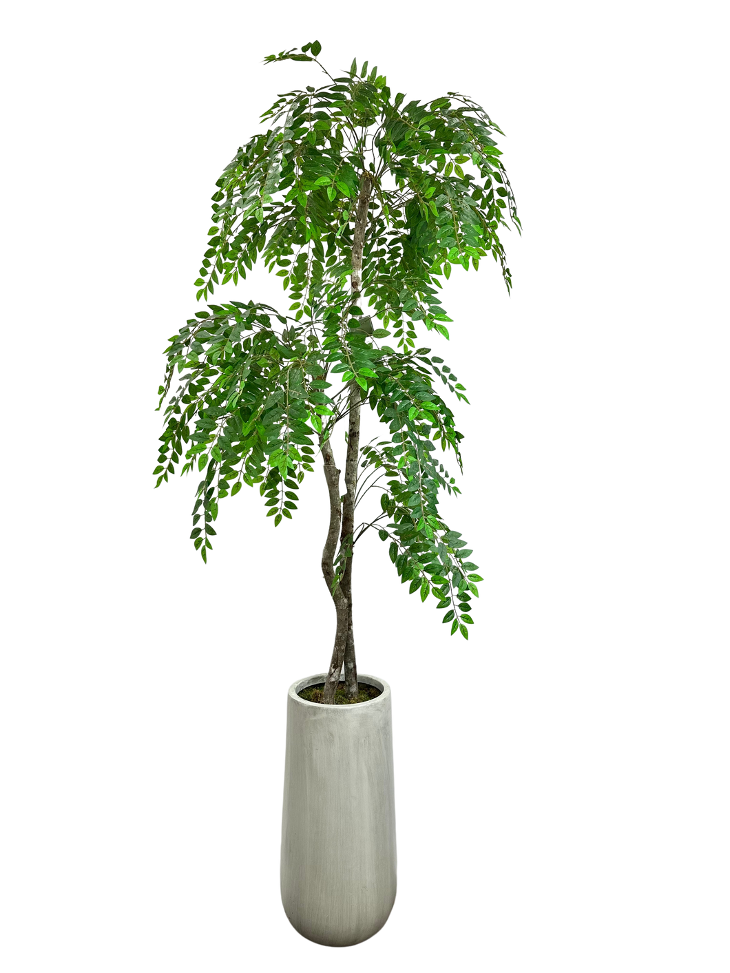 7.5' WISTERIA IN GRAY FBRGL