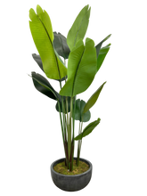 Load image into Gallery viewer, 6&#39; BIRD OF PARADISE IN BOWL
