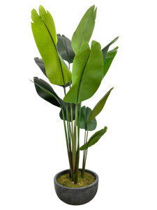 6' BIRD OF PARADISE IN BOWL
