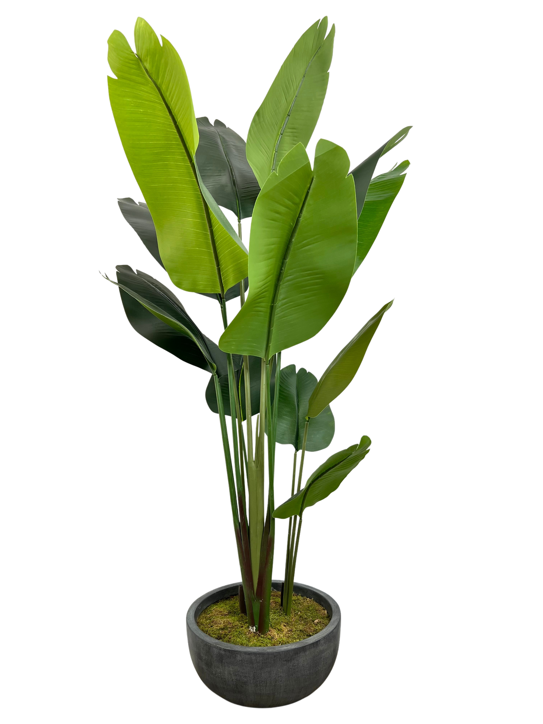 6' BIRD OF PARADISE IN BOWL